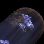 Pair of Legras Art Nouveau Glass Vases with Enamelled Violets, France, circa 1900 - view 4